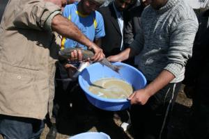  عمليات رها سازي  چهل ميليون قطعه لارو ماهي سفيد در رودخانه هاي استان مازندران آغاز شد.