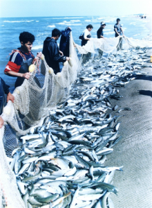 با پایان فصل صید حدود 6400 تن ماهی استخوانی دراستان صید و به بازار عرضه شد .