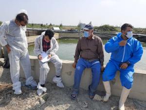 بازدید مشترک با کارشناسان دامپزشکی از مزارع آلوده به بیماری KHV