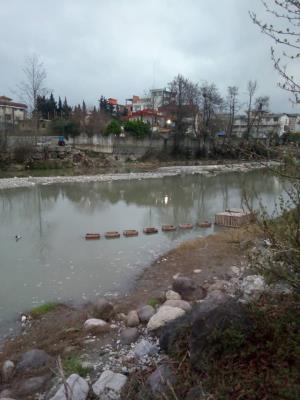 گزارش تصویری : تکثیر ماهی سفید مرکز در رود خانه سرد آبرود چالوس