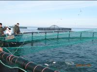 پرورش ماهی در قفسهای دریایی