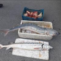 رهاسازی 102 قطعه ماهی خاویاری نارس در عملیات دریایی یگان حفاظت منابع آبزی_16284