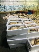  صادرات بیش از  ۱۶ تن ، ماهی  به جمهوری آذربایجان _17330
