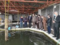 افتتاح پروژه شیلاتی ۴۰ تنی  پرورش ماهی قزل‌آلا در شهرستان بابلسر_17584