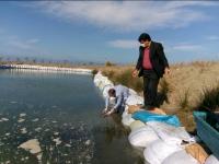 گزارش تصویری از تلاش گسترده شرکت‌های تعاونی پره استان دراجرای طرح کمک به تکثیرطبیعی ماهی سفید_17684