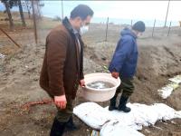 گزارش تصویری از تلاش گسترده شرکت‌های تعاونی پره استان دراجرای طرح کمک به تکثیرطبیعی ماهی سفید_17687
