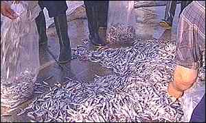   صید بیش از 7500 تن ماهی کیلکا دراستان مازندران در نه ماهه سال جاری