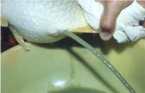 اطلاعیه ممنوعیت صید ماهیان مولد در فصل تخم ریزی در حاشیه رودخانه ها  