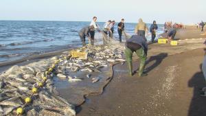 آغاز صید و بهره برداری از ماهیان استخوانی دریای خزر در سواحل استان مازندران 