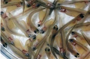 تكثير ورهاسازي بيش از يكصد (100) ميليون قطعه بچه ماهي سفيد در سال جاري در دستور كار شيلات مازندران قرار دارد.