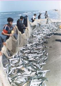 صيد267 تن ماهي استخواني در مهرماه در استان مازندران 