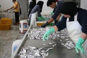 صید  5103 تن ماهی کیلکا تا پایان شهریور ماه سال جاری دراستان مازندران