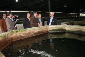 احداث بزرگترین مرکز پرورش ماهیان خاویاری دریای خزر درچپکرود جویبار