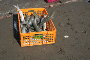 حبیب نژاد،مدیرکل شیلات مازندران خبرداد:صید 460 تن ماهی استخوانی طی بیست و هفت روز در استان مازندران