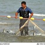 حبیب نژاد،مدیرکل شیلات مازندران خبر داد:تمدید زمان صید ماهیان استخوانی در دریای مازندران تا 25 فروردین94