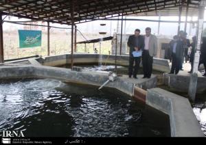پاشا زانوسی ، رئیس اداره شیلات شهرستان نوشهر خبرداد:"برگزاری دوره های آموزشی و ترویجی مصرف ماهی درشهرستان های نوشهر و چالوس"  