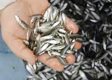    حسین نژاد ، رئیس گروه بهبود کیفیت فرآوری و توسعه بازار آبزیان شیلات مازندران خبرداد :"افزایش مصرف انسانی ماهی کیلکا "