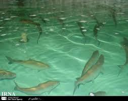  "حبیب نژاد،مدیرکل شیلات مازندران اعلام کرد،شش پروژه پرورش ماهیان سردابی وگرمابی درهفته دولت افتتاح می شود."             