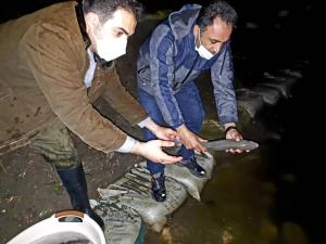 گزارش تصویری از تلاش گسترده شرکت‌های تعاونی پره استان دراجرای طرح کمک به تکثیرطبیعی ماهی سفید