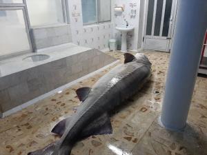 صید فیل ماهی 424 کیلویی از آبهای ساحلی خزر