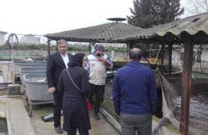 بازدید از مزارع پرورش ماهیان سردآبی و خاویاری شهرستان ساری