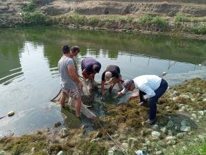 بچه ماهیان سفید استخر تکثیر طبیعی پره شهید مطهری شهرستان محمودآباد به دریا رهاسازی شدند