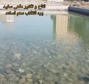به ثمرنشستن تکثیرطبیعی ماهی سفید دراستخرهای جایگاههای صیدپره استان مازندران