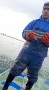 رهاسازی ماهیان خاویاری نارس در گشت‌های دریایی یگان حفاظت از منابع آبزی