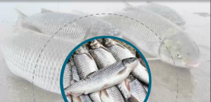 طرح کمک به تکثیر طبیعی ماهی سفید