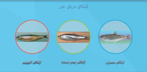 موشن گرافی اهمیت مصرف انسانی ماهی کیلکا