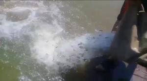 رها سازی بچه ماهیان سفید در رودخانه لاریم دهنه انتقالی از مرکز بازسازی و حفاظت از ذخایر شهید رجایی ساری