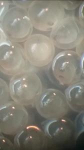 تصویر میکروسکوپی تخمک کپور دریایی در مرحله اندام زایی دوره انکوباسیون تولیدی در مرکز بازسازی و حفاظت از ذخائر شهیدرجایی ساری