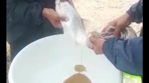 تکثیر و لقاح نیمه مصنوعی مولدین ماهی سفید در رودخانه‌های استان مازندران