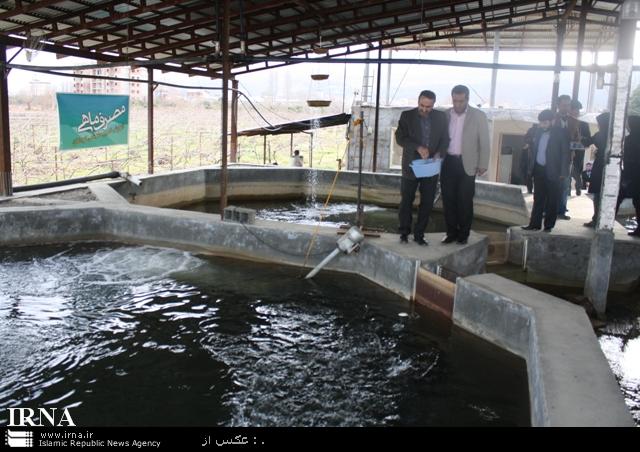 پاشا زانوسی ، رئیس اداره شیلات شهرستان نوشهر خبرداد:"برگزاری دوره های آموزشی و ترویجی مصرف ماهی درشهرستان های نوشهر و چالوس"  