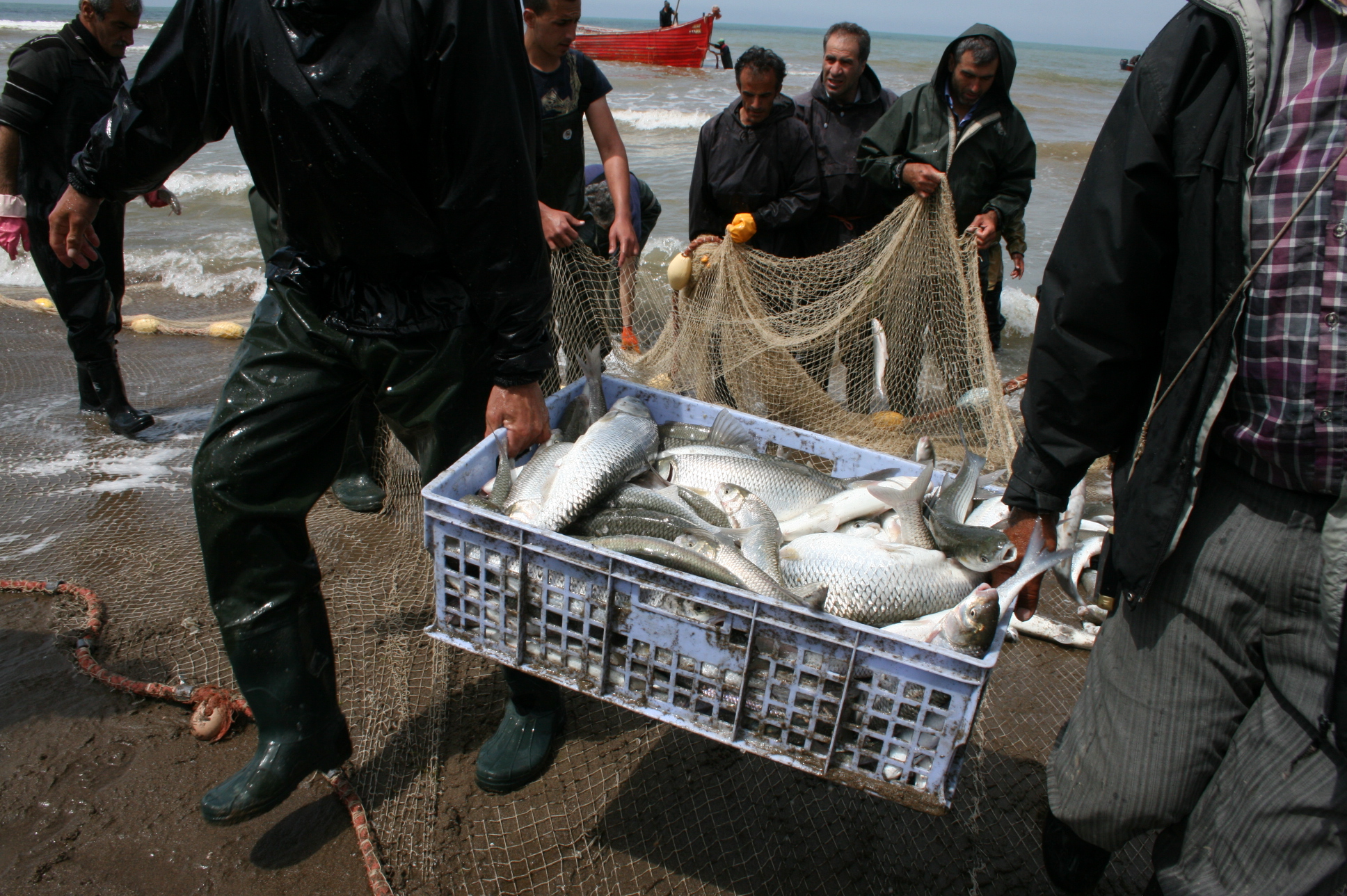 25 میلیارد تومان ارزش اقتصادی ماهیان استخوانی صیدشده توسط صیادان پره استان