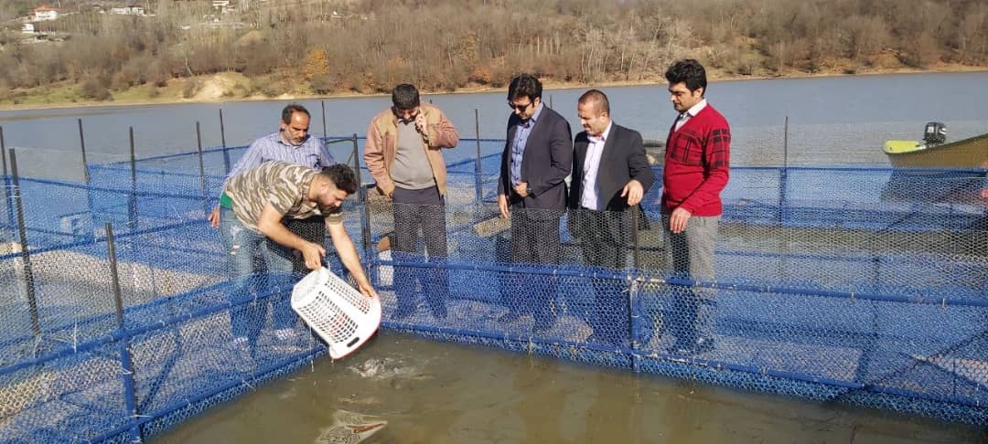 رها سازی بچه ماهی قزل آلا درسد زمزم برنجستانک سوادکوه شمالی