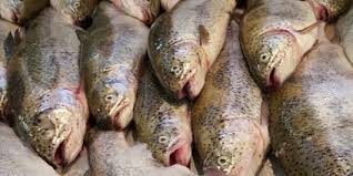 صادرات نخستین محموله ماهی قزل آلا  از استان مازندران به کشور روسیه