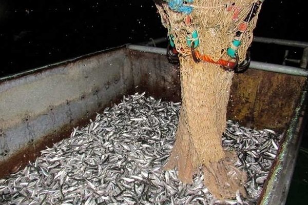 صید بیش از 6هزار و 200 تن ماهی کیلکا در مازندران