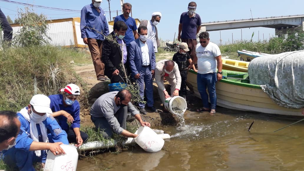 معاون صید و بنادر ماهیگیری شیلات مازندران خبرداد: مراسم بازگشایی شیل (تکثیر طبیعی بچه ماهی)درساری