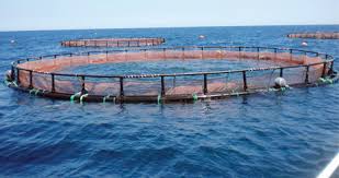 سرپرست معاونت آبزی پروری شیلات مازندران خبرداد: برداشت 500  تن ماهی قزل آلا از قفس‌های دریایی دریای مازندران
