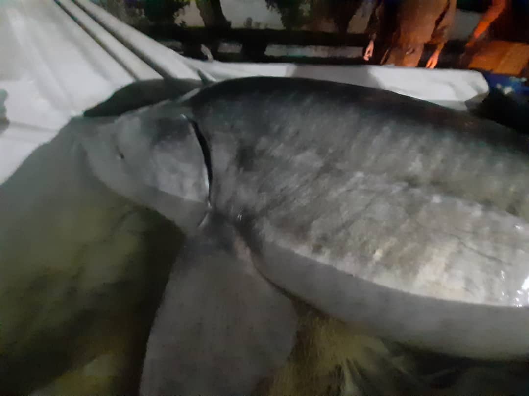 مدیرکل شیلات مازندران خبرداد: صید فیل ماهی ۲۱۰ کیلویی توسط صیادان مازندرانی