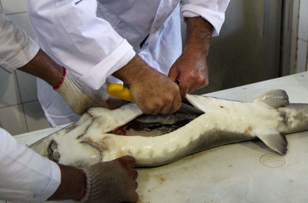 مدیرکل شیلات مازندران گفت : در سال گذشته ۵۱۶ هزار دلار گوشت ماهیان خاویاری از این استان به کشورهای همسایه صادر شده است.