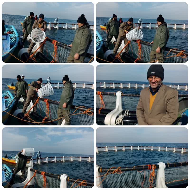 مدیرکل شیلات مازندران به هنگام رهاسازی ماهی در دومین قفس دریایی در شهرستان محمودآباد اعلام کرد:  ماهیدار شدن قفسهای دریایی دراستان مازندران شتاب بیشتری می‌گیرد.