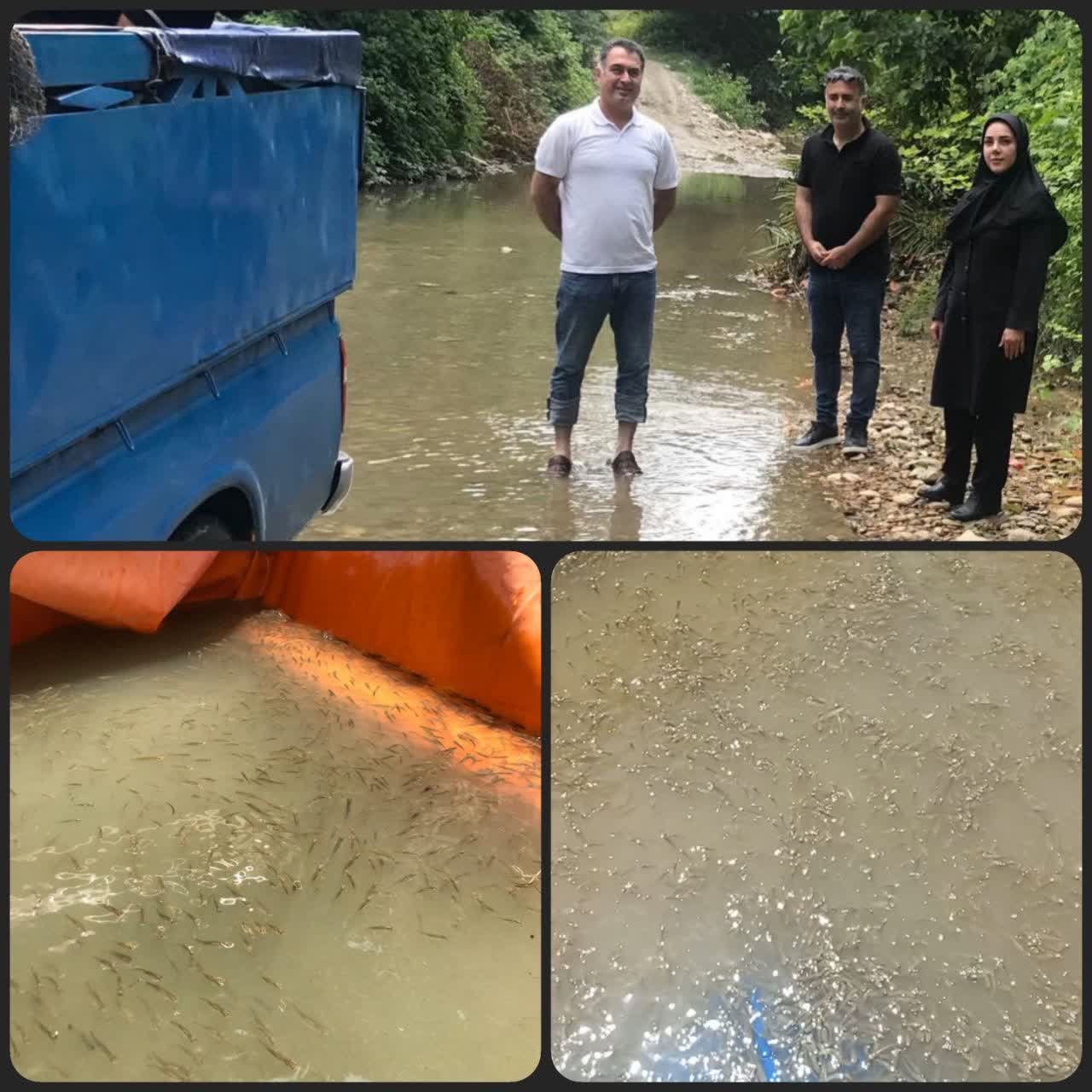 سومین مرحله رها سازی  بچه ماهی سفید در رودخانه وازیوار شهرستان نوشهر