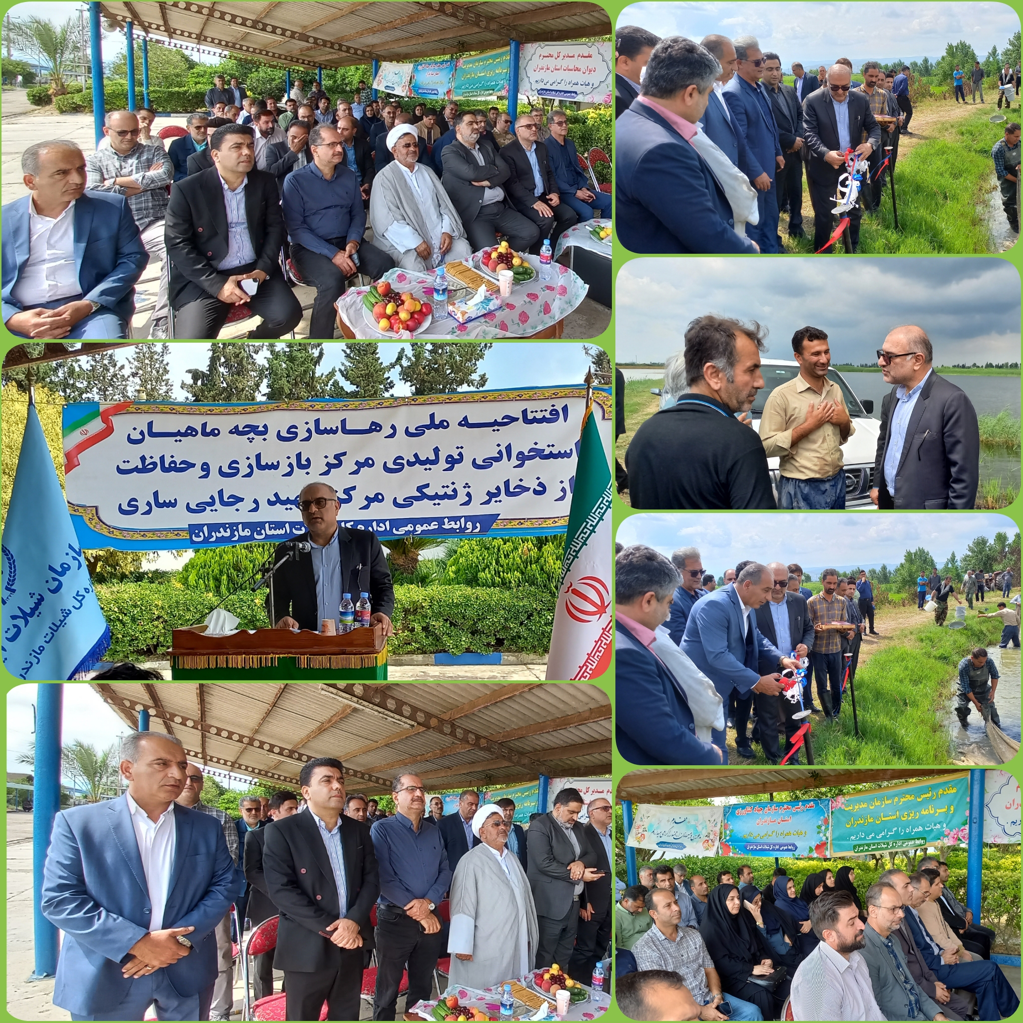 سرپرست اداره کل شیلات مازندران در آیین ملی رهاسازی بچه‌ماهی‌های استخوانی تولیدی مرکز بازسازی و حفاظت از ذخایر ژنتیکی آبزیان شهید رجایی ساری  خبرداد :   رهاسازی ۸۵ میلیون بچه‌ماهی استخوانی در رودخانه‌های مازندران