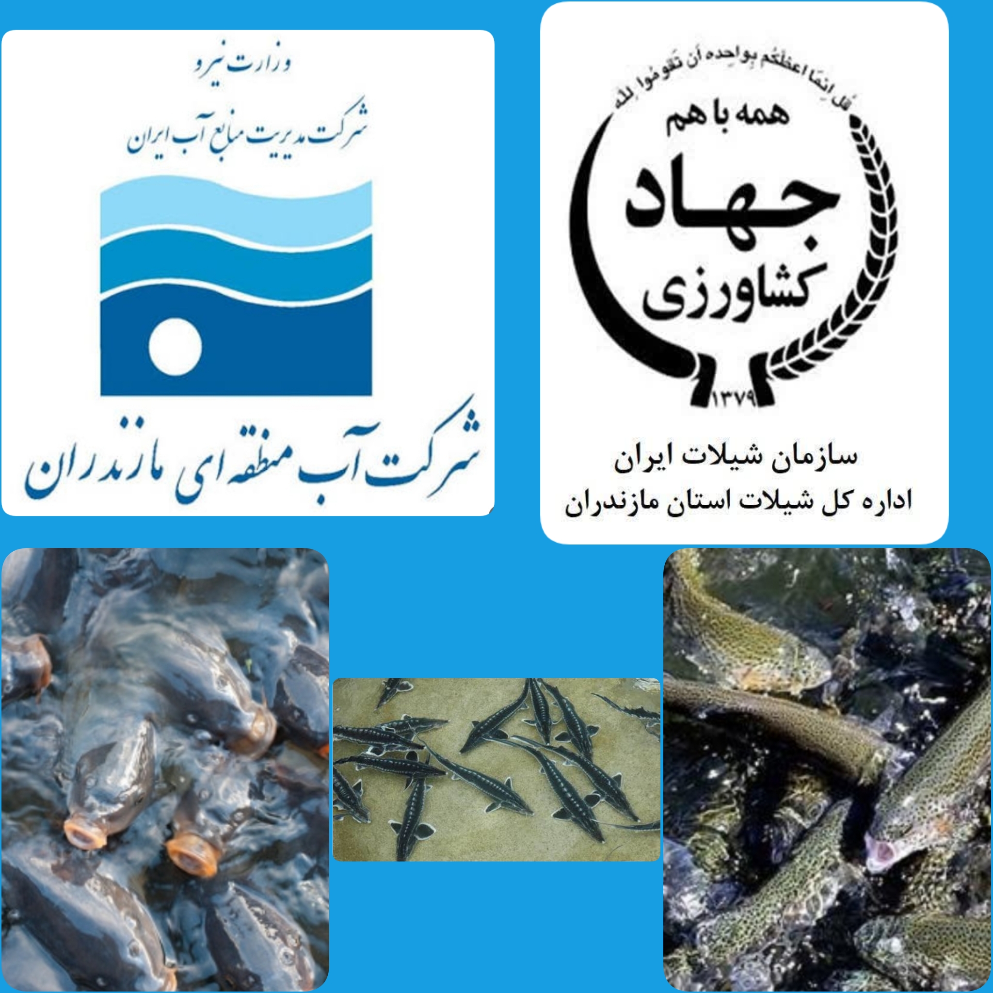 تعامل شیلات مازندران و آب منطقه‌ای، گامی بزرگ در حمایت از تولیدکنندگان بخش آبزی‌پروری