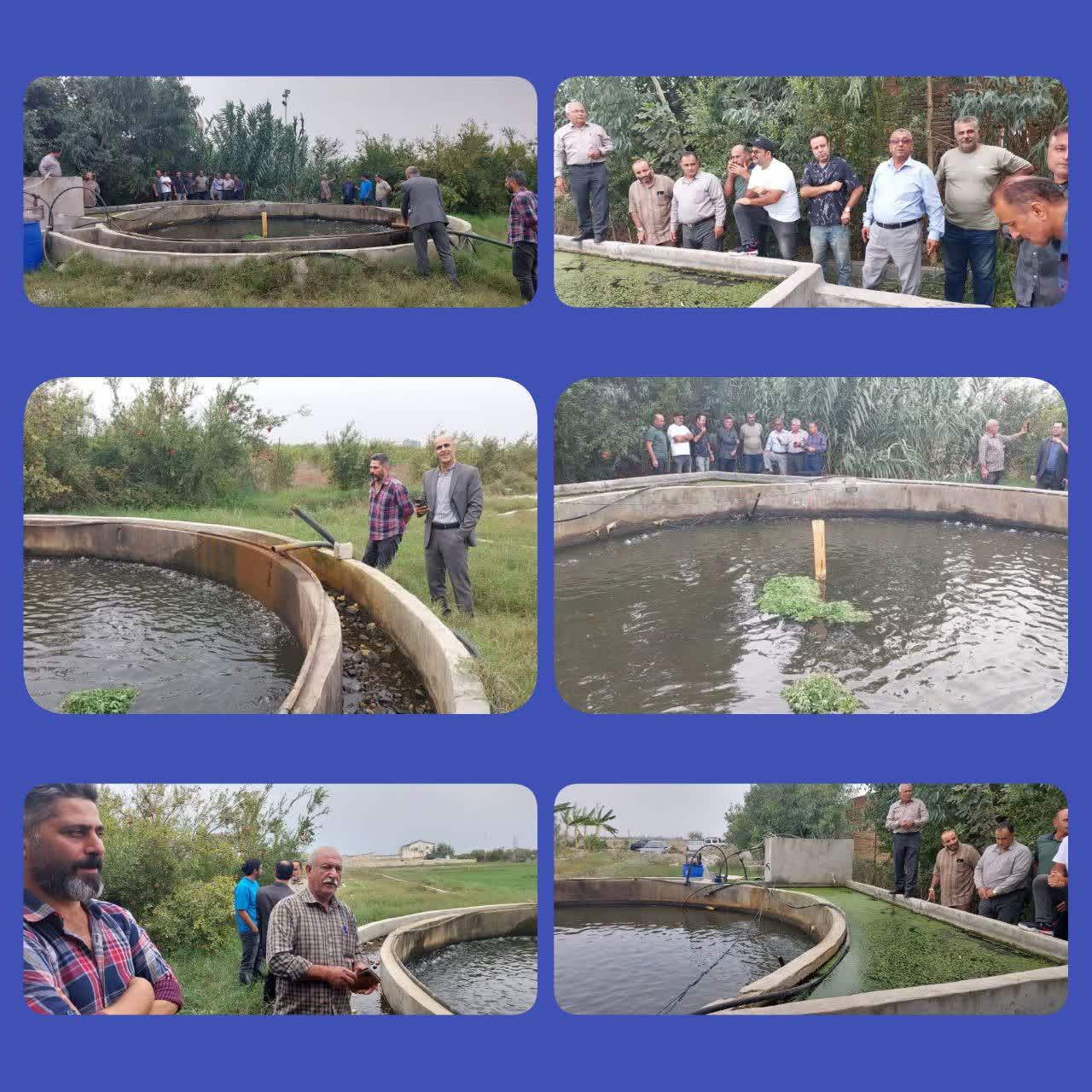 حمایت از توسعه تولید در شرق مازندران محور بازدید از طرح کپور بهشه