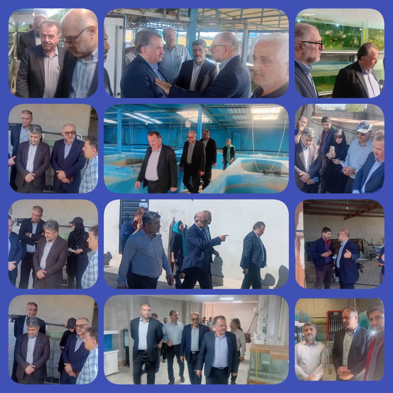 بازدید مسئولان سازمان شیلات ایران از مزارع پرورش ماهی مازندران با هدف توسعه پایدار تولید آبزیان 
