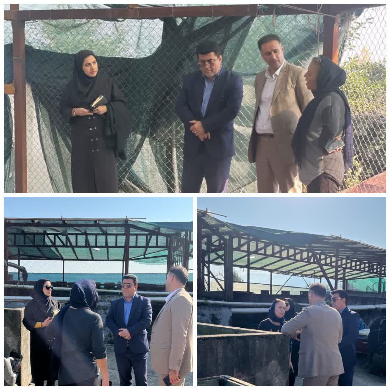 بازدید میدانی مسئولان از مزرعه پرورش ماهی در روستای بااوج‌خیل با هدف حمایت از تولیدات شیلاتی  