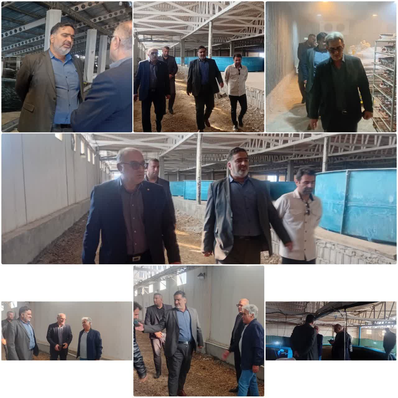 بررسی روند پرورش خاویار و بسته‌بندی آبزیان در مراکز تولیدی مازندران